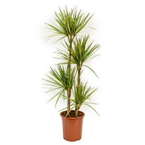 Dracaena marginata sunray L kamerplant